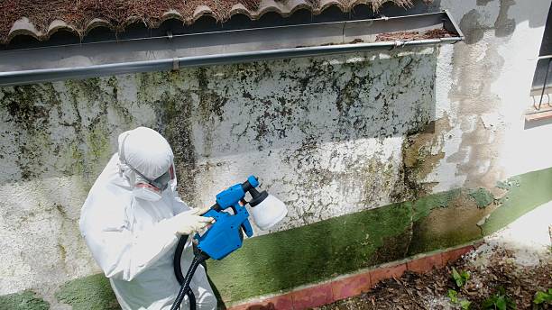 Top rated local Attic Mold Remediation specialists in Greensboro, MD